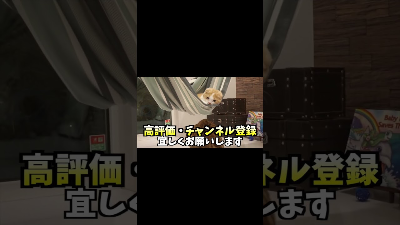 世界一ハンモックが似合う猫【マンチカン】