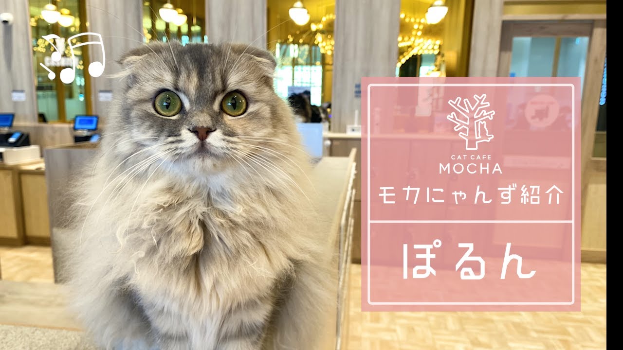 ぼるん（スコティッシュフォールド♀）羽生店