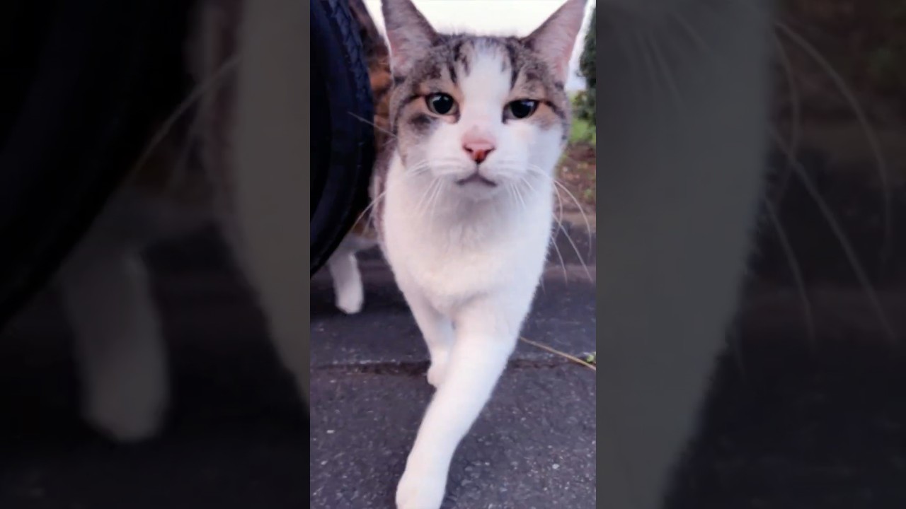 今日もひとりぼっち腹ぺこで夏の朝に現れる猫