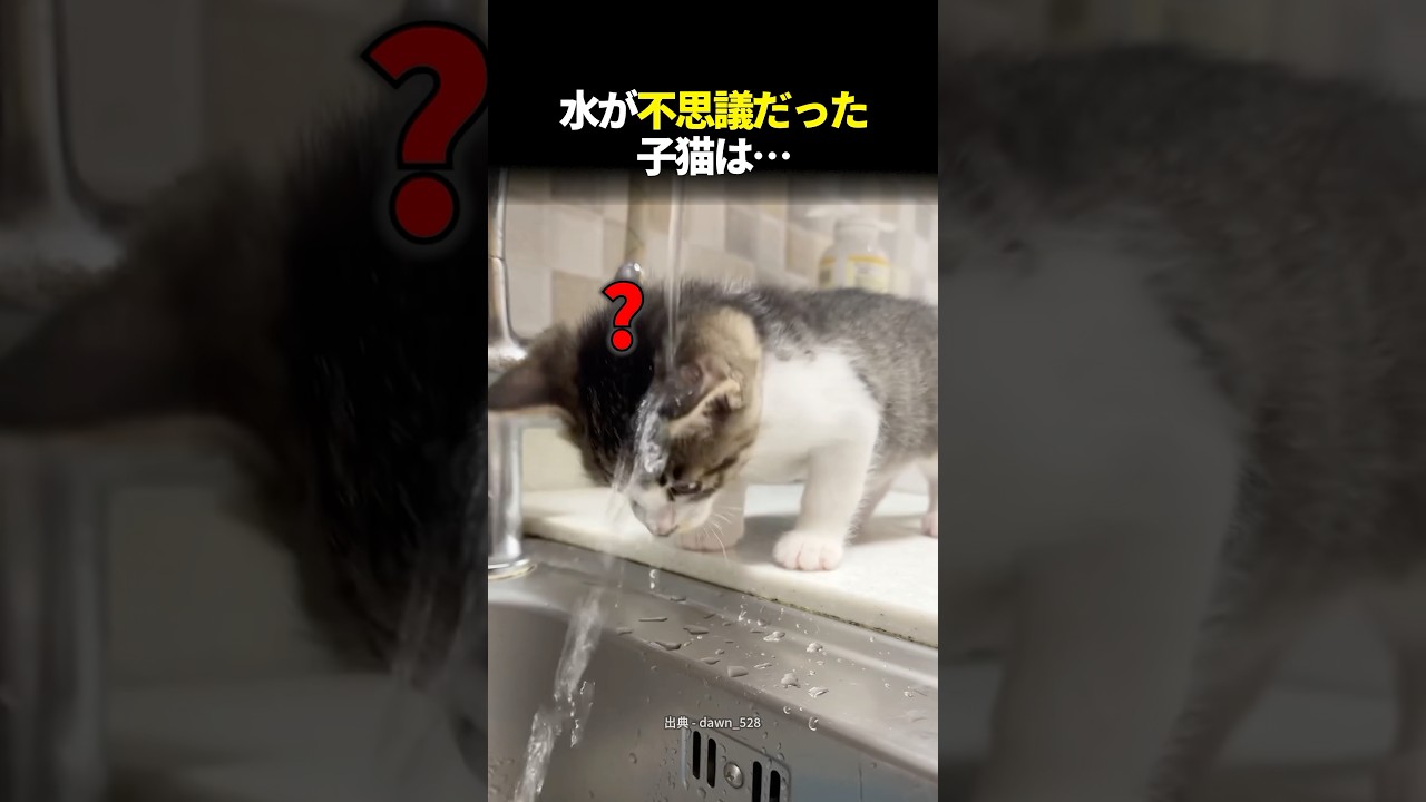 水が不思議だった子猫は…
