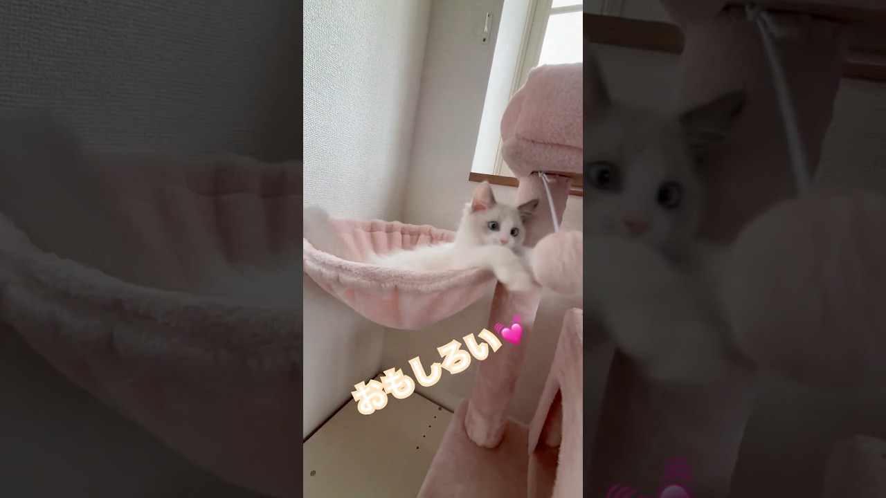 初めてのキャットタワー♡ #ラグドール #ラグドール子猫 #猫のいる暮らし #animals #cat #shortvideo #ねこ #baby #子猫 #短足リオン #ragdoll #3ヶ月