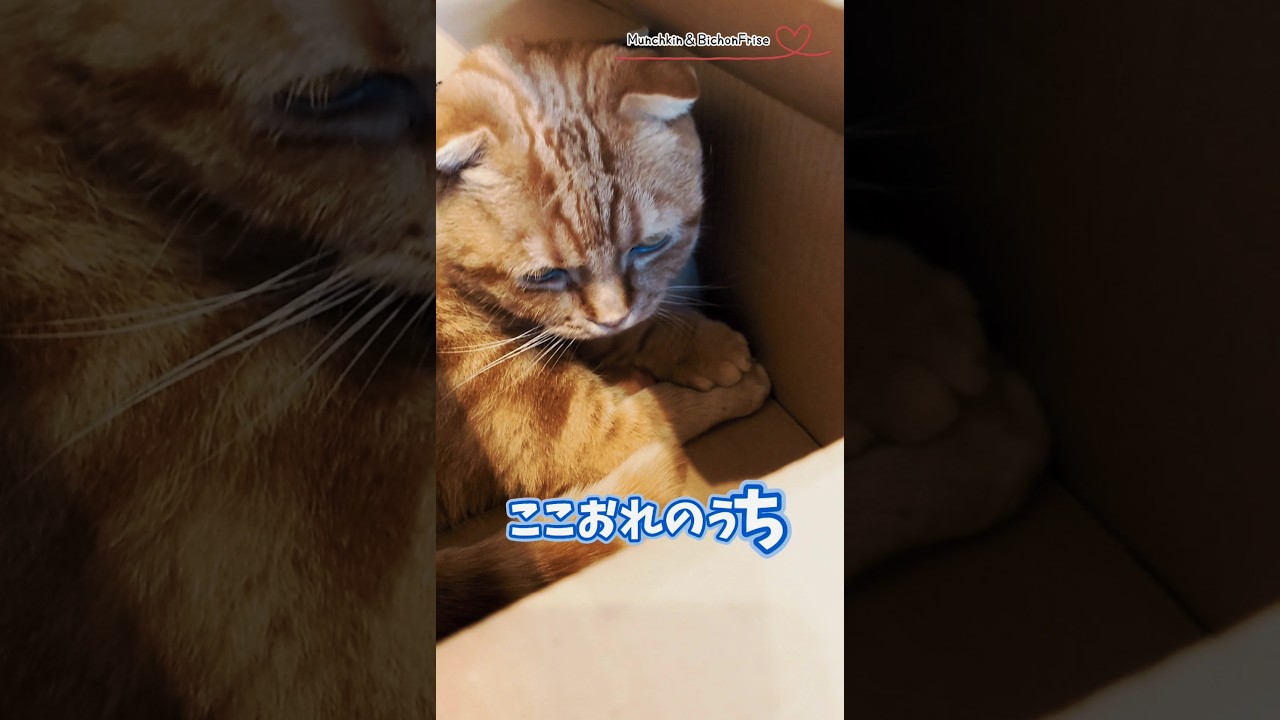 【マンチカン】ダンボール箱が好きすぎる短足猫 【犬と猫、両方飼ってると毎日かわいい♥】
