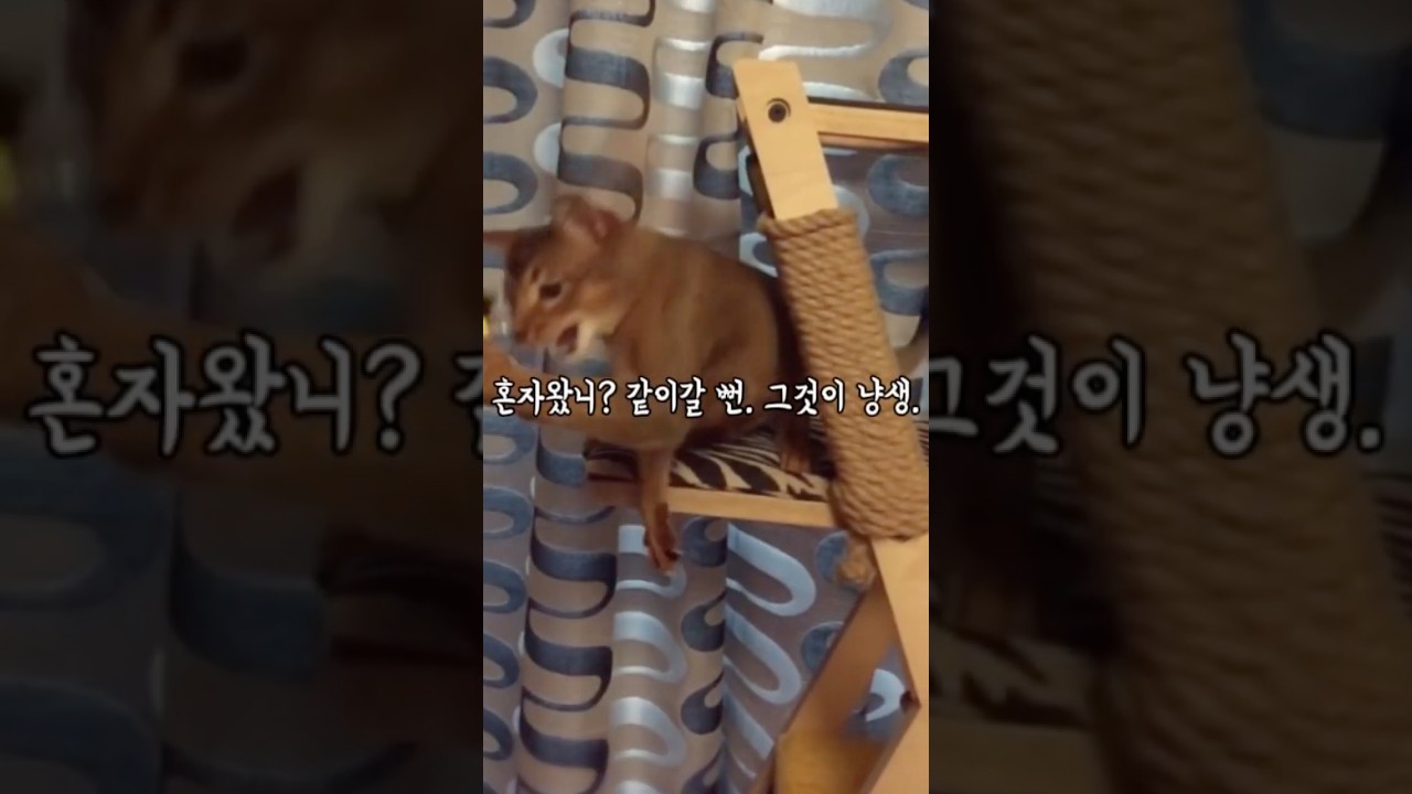 이거 본 닝겐은 진실의 방으로 올고양(단호)