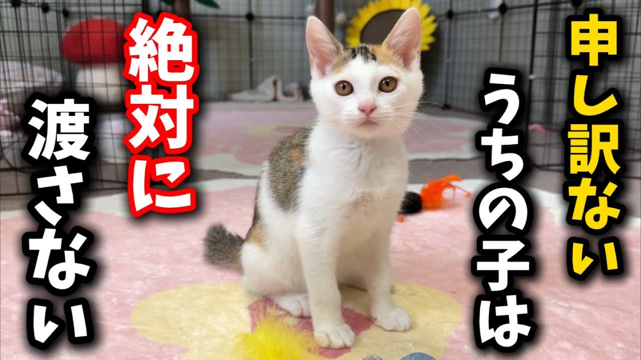子猫を譲渡寸前でお断りした理由とは…