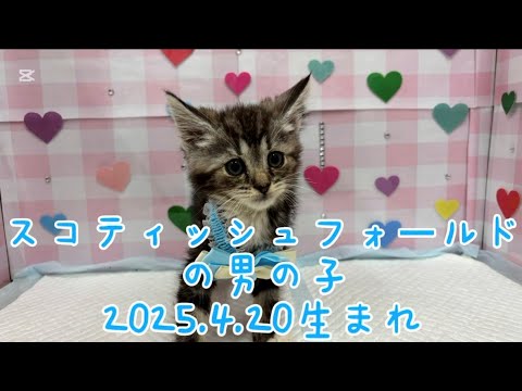 ペットプラザ広島祇園店　スコティッシュフォールド　2504530