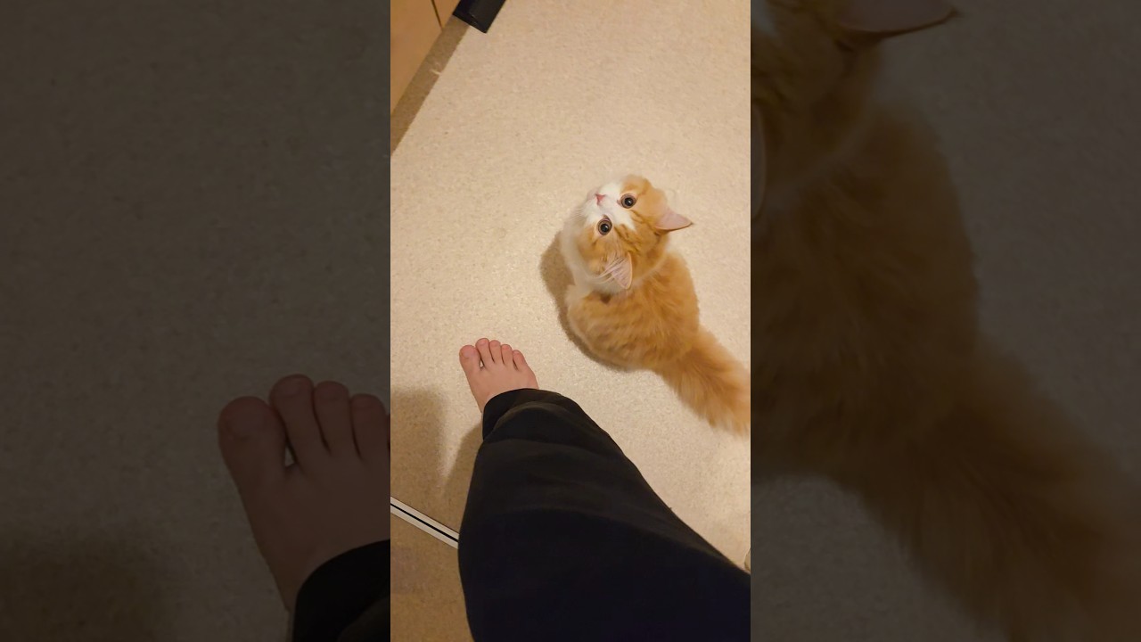 ついてきなさい(ﾌﾟﾘﾌﾟﾘ) #cat #ragamuffin #ラガマフィン #ねこ #猫のいる暮らし #猫のいる生活