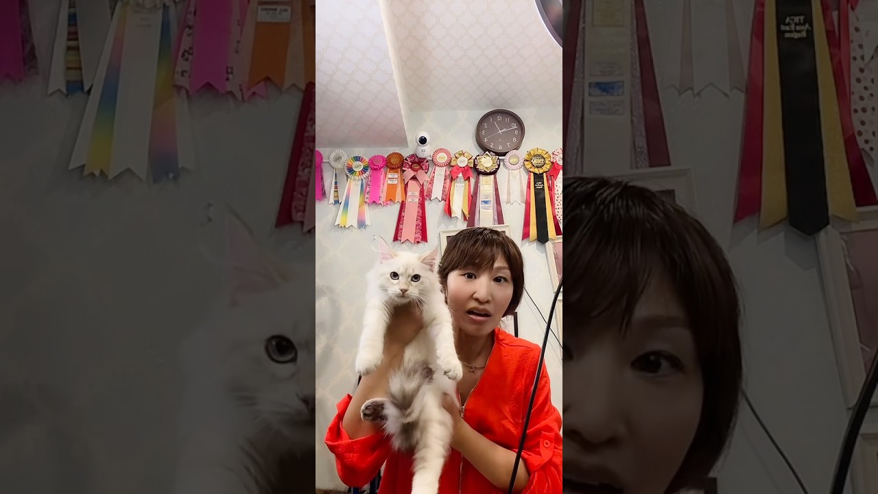 6/28 (土)12:15〜12:45抱っこができる#サイベリアン の#子猫 ご紹介ライブ3😻#こねこ をお迎えするなら5年間の健康保証がついた吉祥寺のロイヤルキャッツで💖#ペットショップ