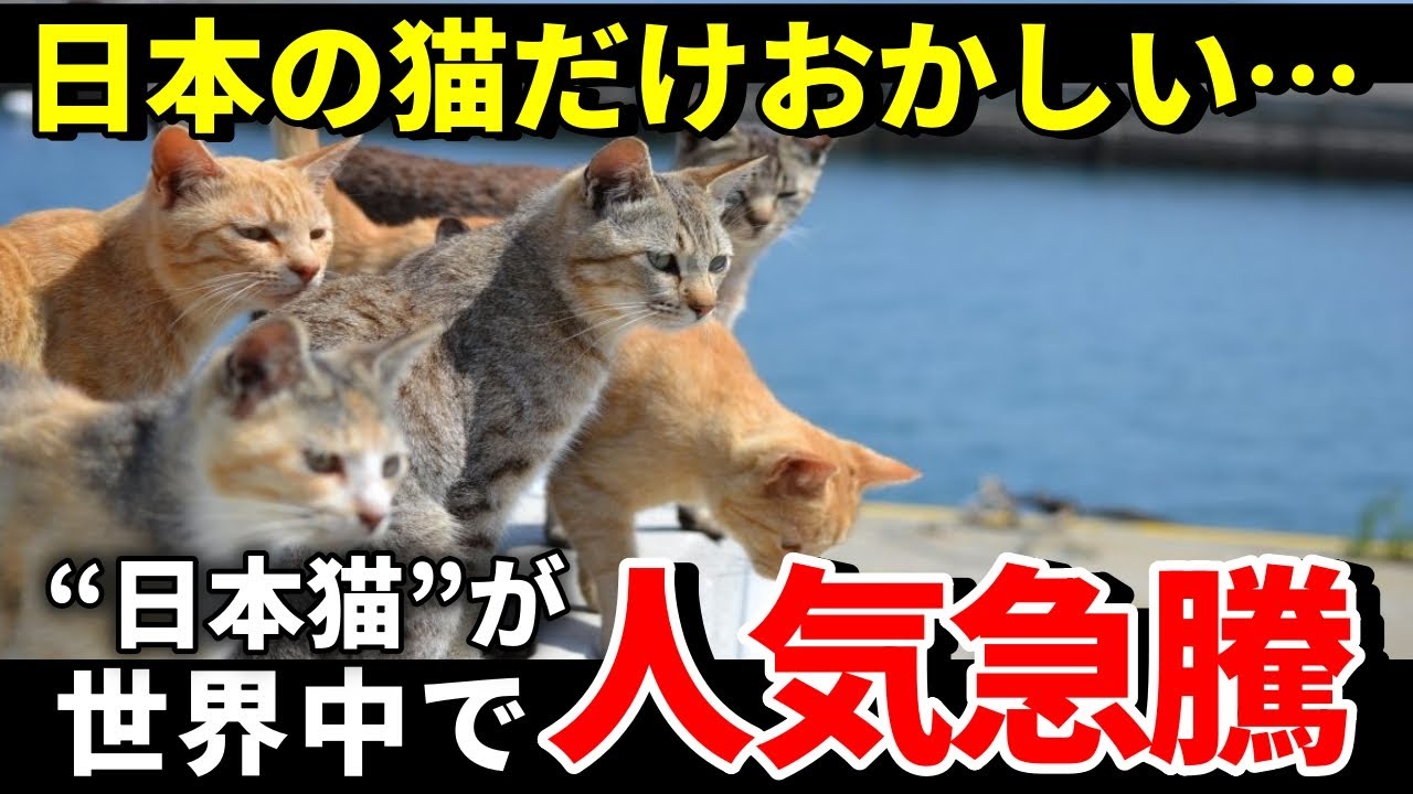 【海外の反応】これは初耳！「日本猫」が外国で大人気！？フランスが初めて輸入した日本猫が大騒ぎになった理由【THE日本】