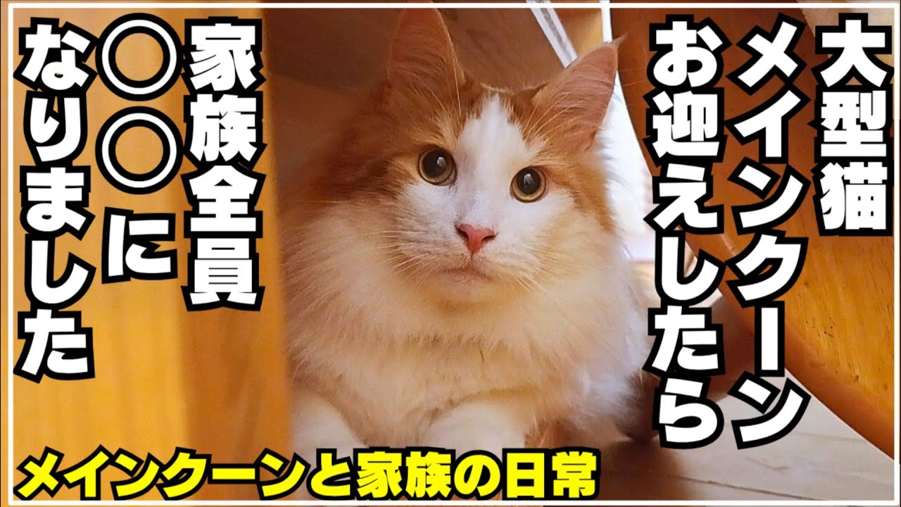 メインクーンをお迎えして考え方が色々変わりました