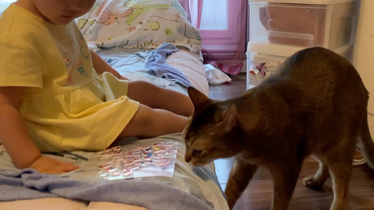 シール貼りを見守る猫のキビ