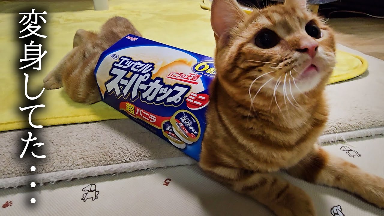 ハスキー犬がくんくん騒ぐのでついて行くと子猫がこうなってた...