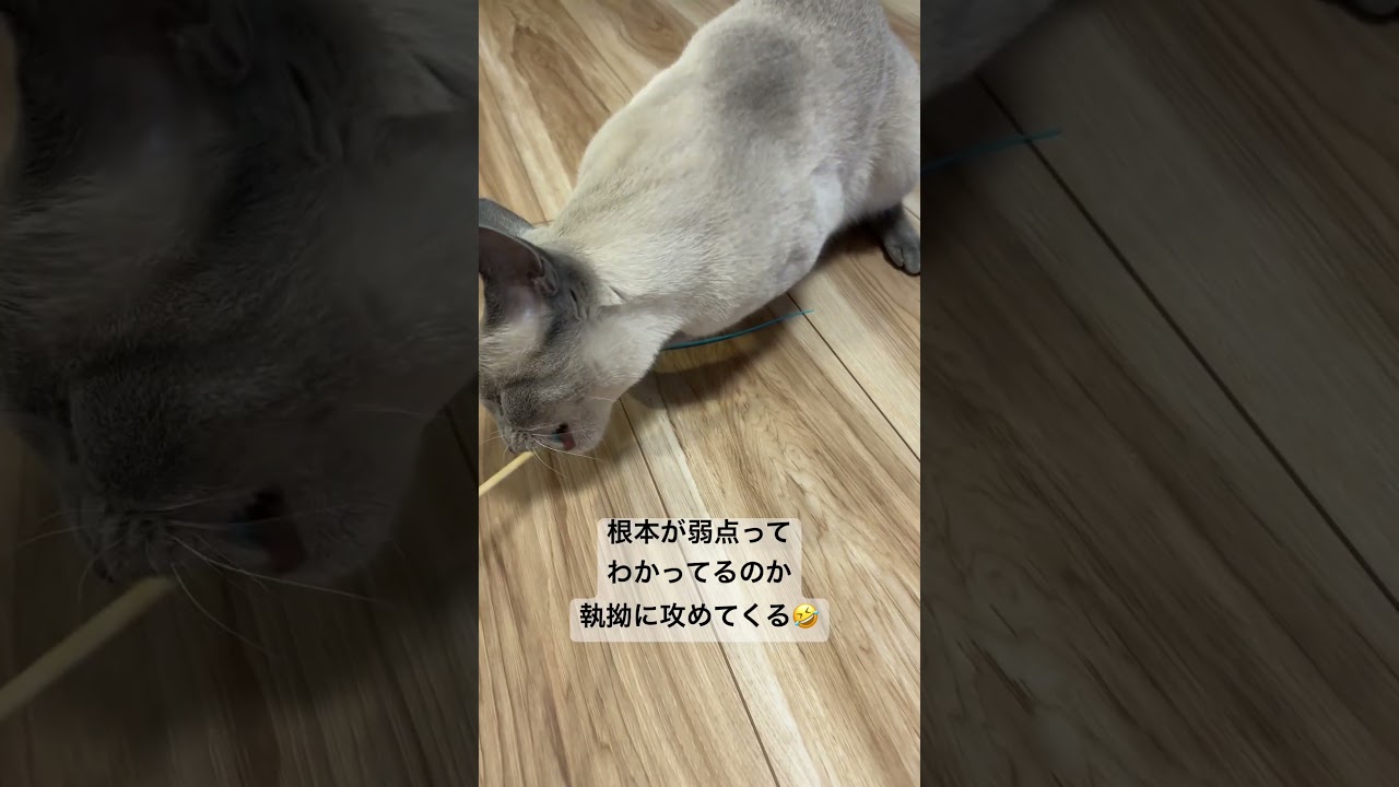 あおそら日記 #あおそら #cat #ロシアンブルー