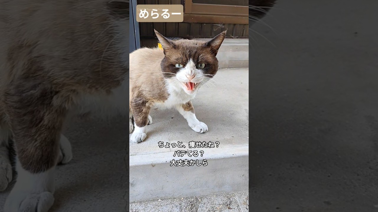 今日の #庭猫 #めらるー #cat #猫 2025.06.29