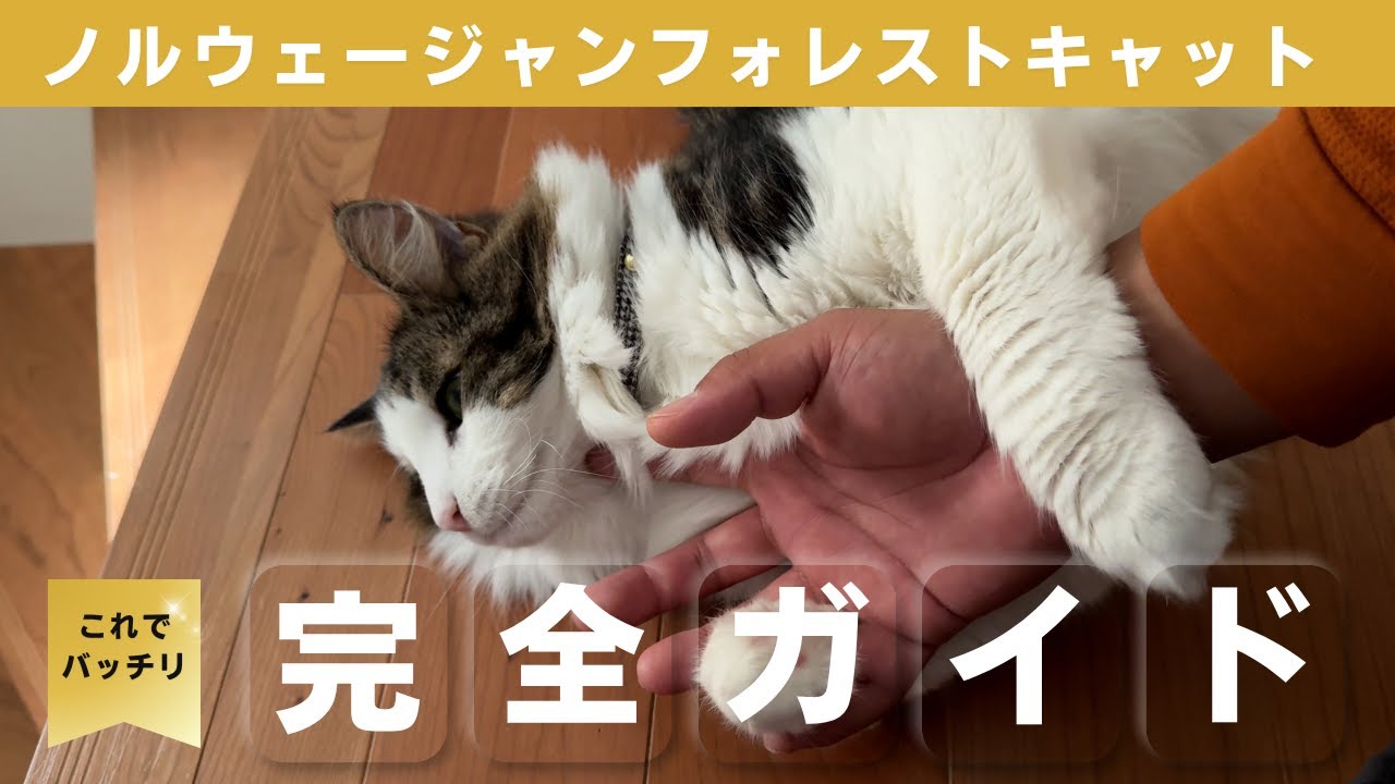 これでバッチリ！ノルウェージャンフォレストキャット【完全ガイド】　#ノルウェージャンフォレストキャット #猫のいる暮らし #cat #
