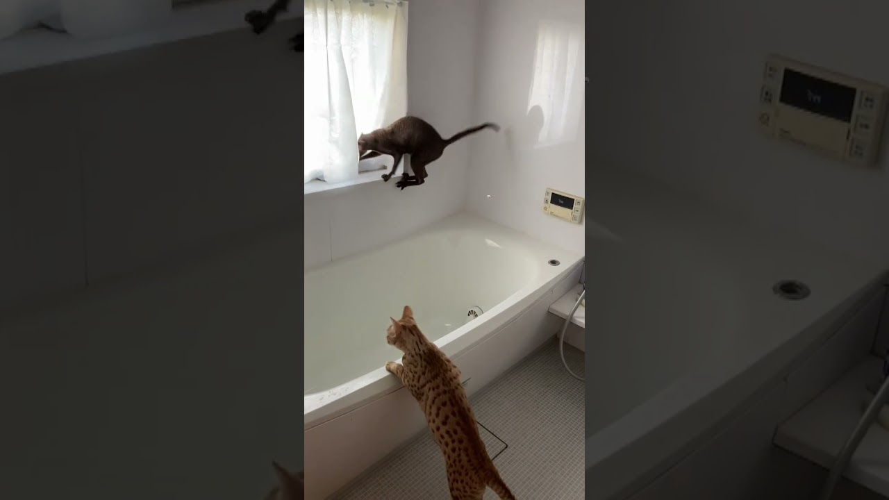 コーニッシュレックス＆オシキャット　お風呂のパトロール