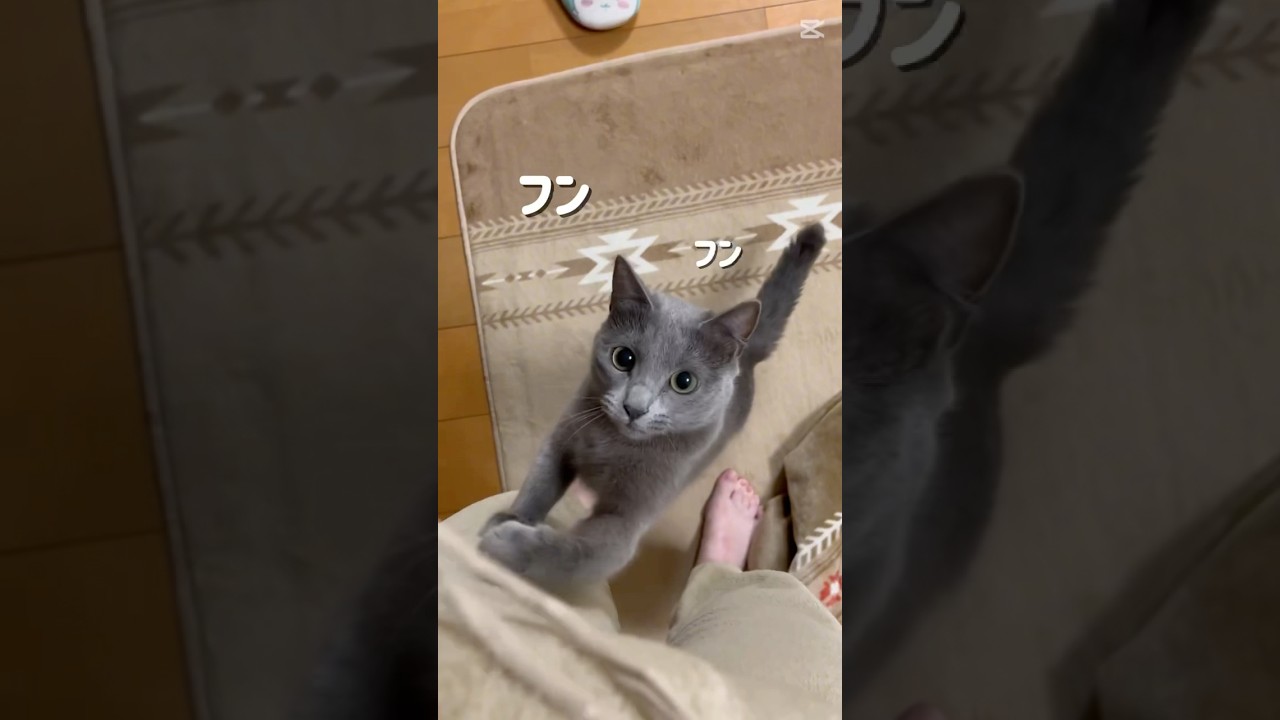 【猫ロシアンブルー】毎日の主役はそらちゃん❤️ #shorts #russianblue #ロシアンブルー #かわいい猫 #可愛い猫