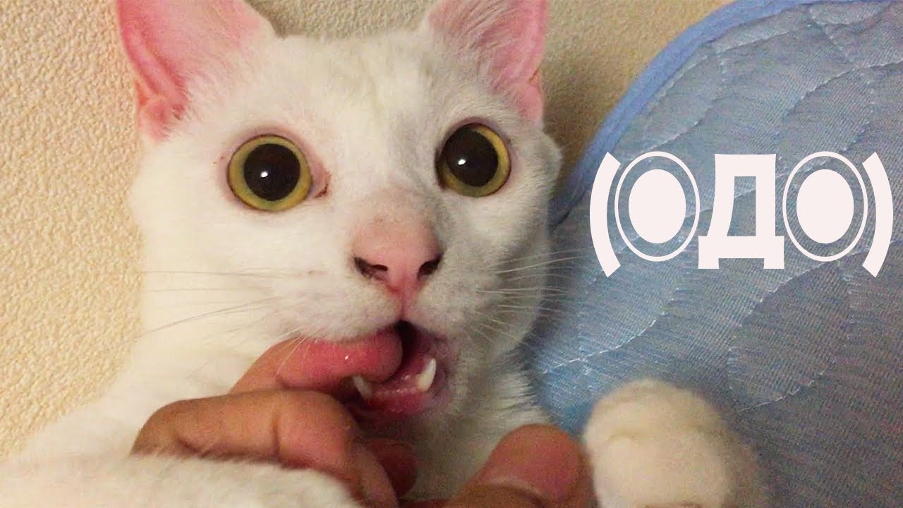 (◉Д◉) (Φ˘ᾥ˘Φ)(•ὤ•᷅) ←我が家の猫たちの顔