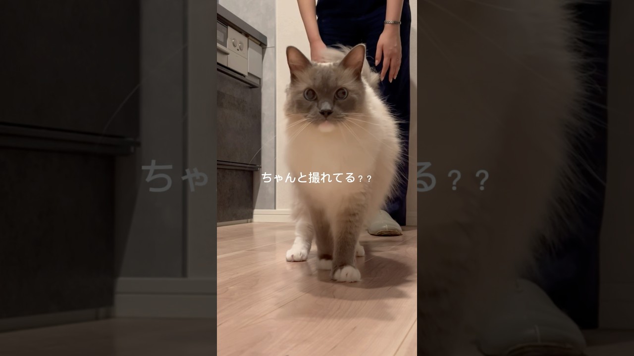 【カメラ目線】#ラグドール #猫 #cat #고양이 #ragdollcat  #猫動画 #癒し #ねこ動画  #shorts  #おもしろ動画  #かわいい猫 #cats #cutecat
