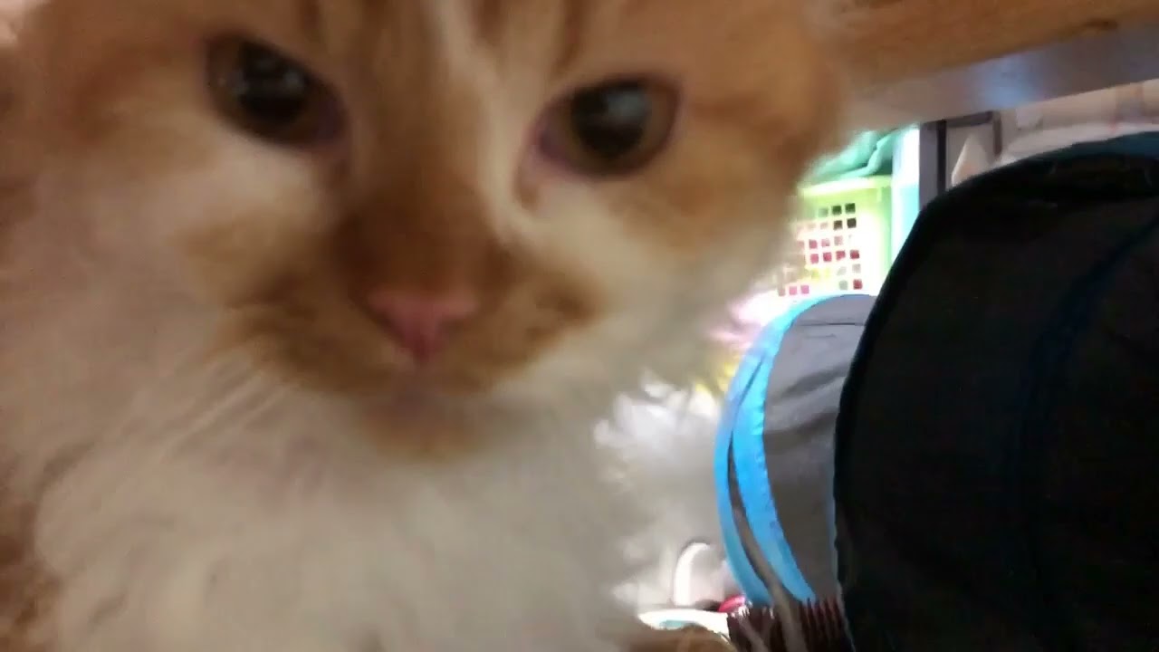 Regrettably Short on the Kneads Today |【反省】短すぎたフミフミ💖🐱🩷💝❤️