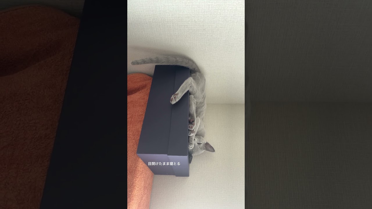 #ロシアンブルー #cat #kitten #子ネコ #猫のいる暮らし