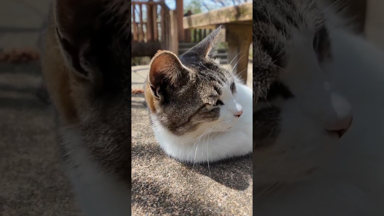 山の上の展望台広場のベンチには猫がいて歩いて登ってきた人達を癒やしてくれます
