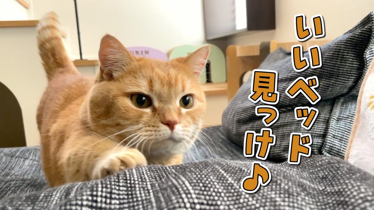 ママが寝ていると必ず添い寝しに来る甘えん坊猫が可愛すぎる！