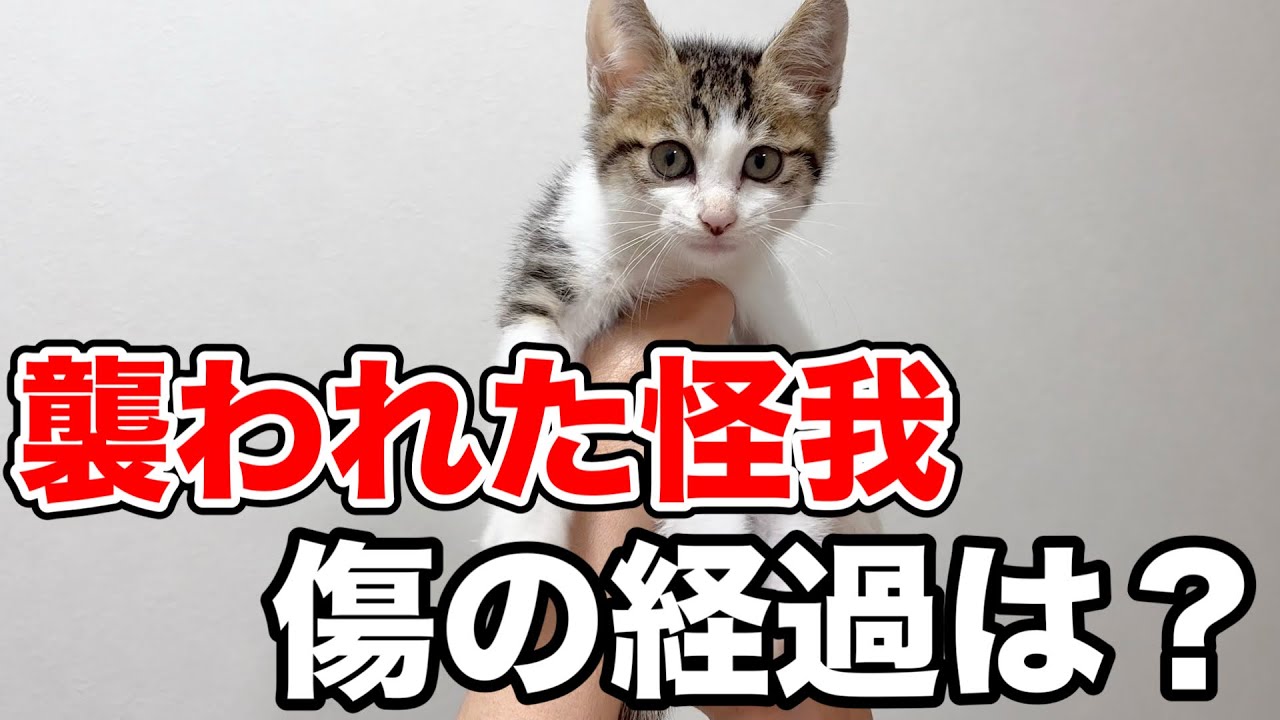 襲われた時に怪我した子猫の傷の具合をご報告します