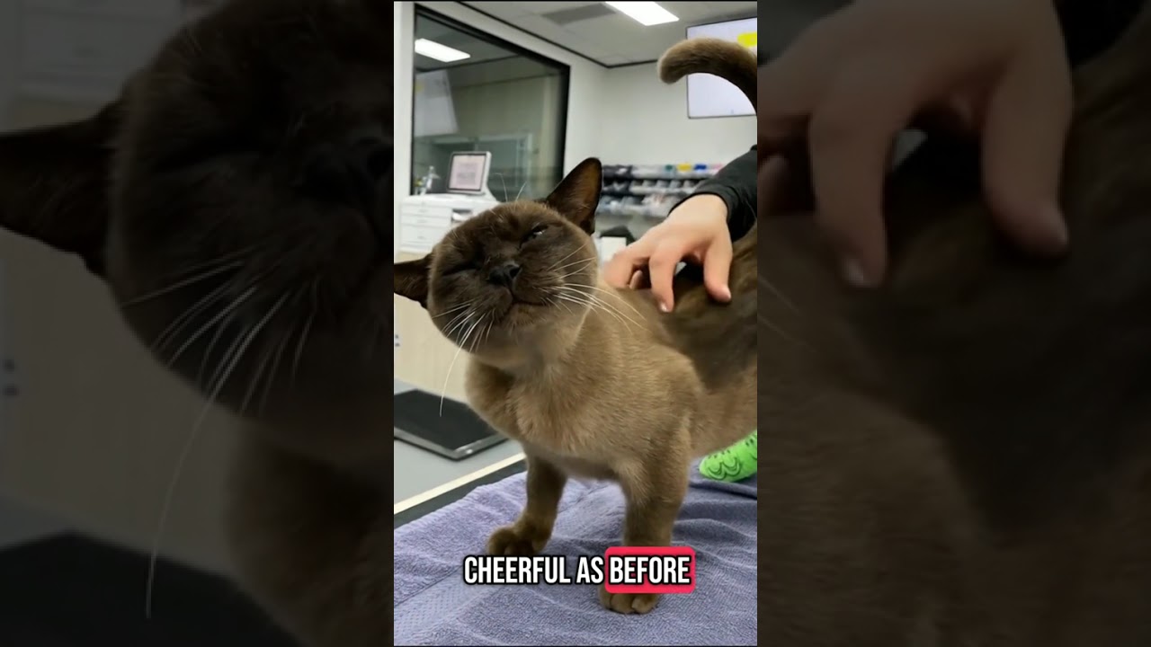 "This Cat Went Into The Washing Machine & Congratulations! 😱 #MiracleCat"