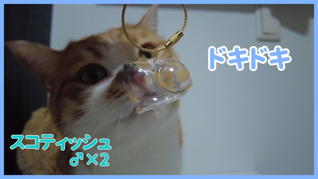 【スコティッシュ♂×2】一丁前にプレゼントというやつをしてみます【Toys to put cat hair in】