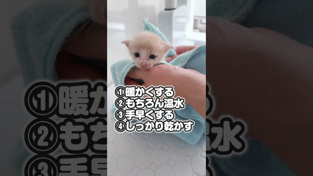 うんちまみれだったからシャンプーしたら出汁がすごかった件【保護猫生活】