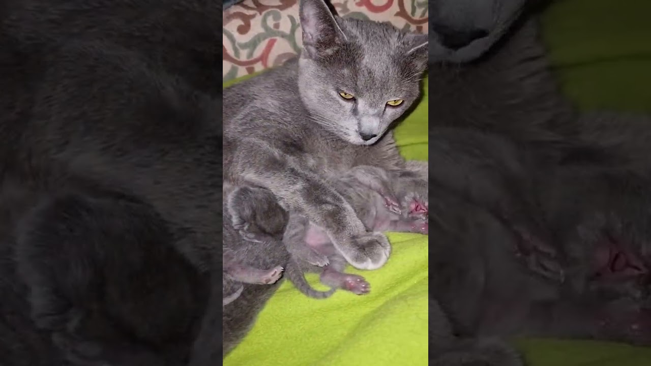 maternal happiness#cat #kitten #shorts