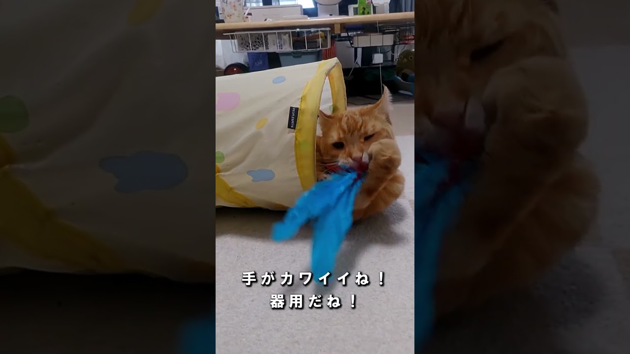 横着しながら遊ぶ猫 #cat #猫 #shorts #アメリカンカール