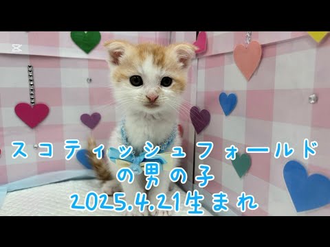 ペットプラザ広島祇園店　スコティッシュフォールド　2504532