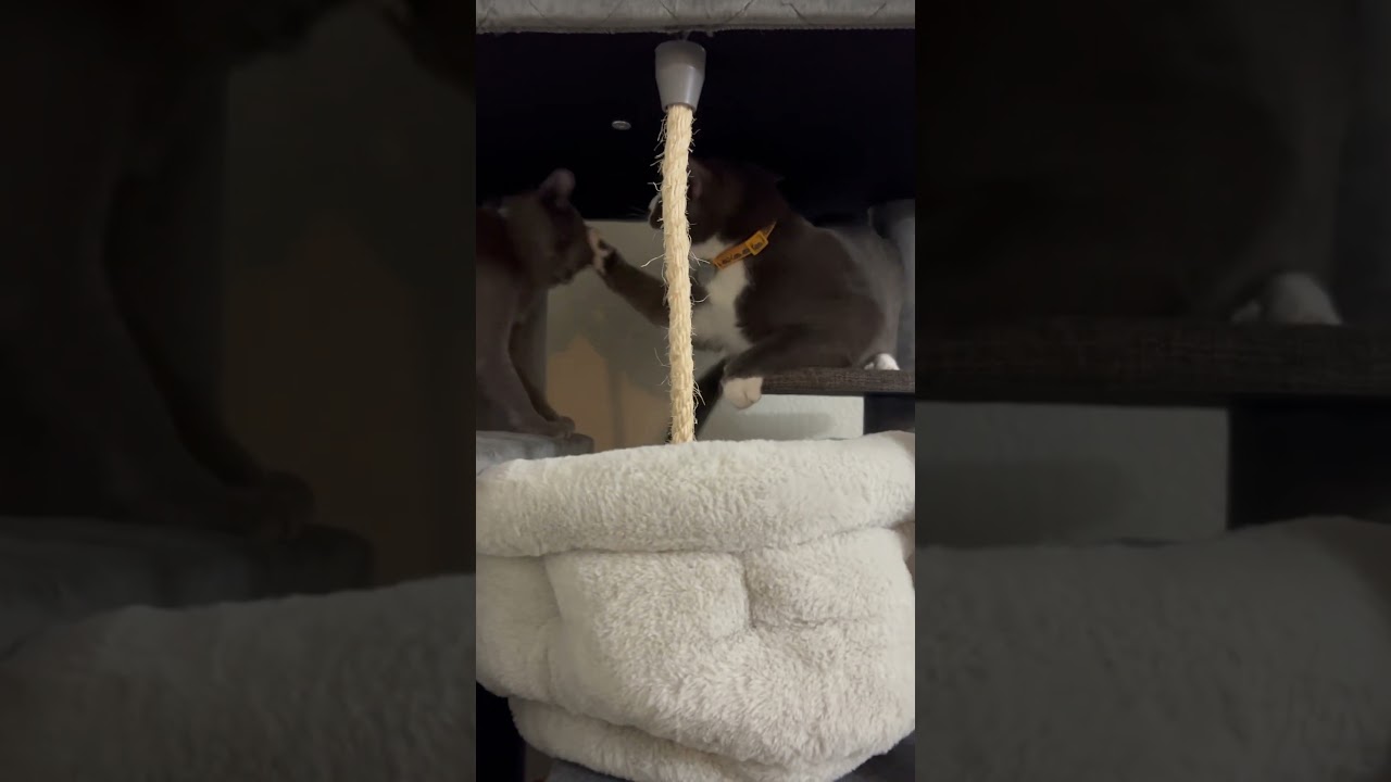 猫パンチ炸裂！子猫たちの可愛い喧嘩 #子ネコ