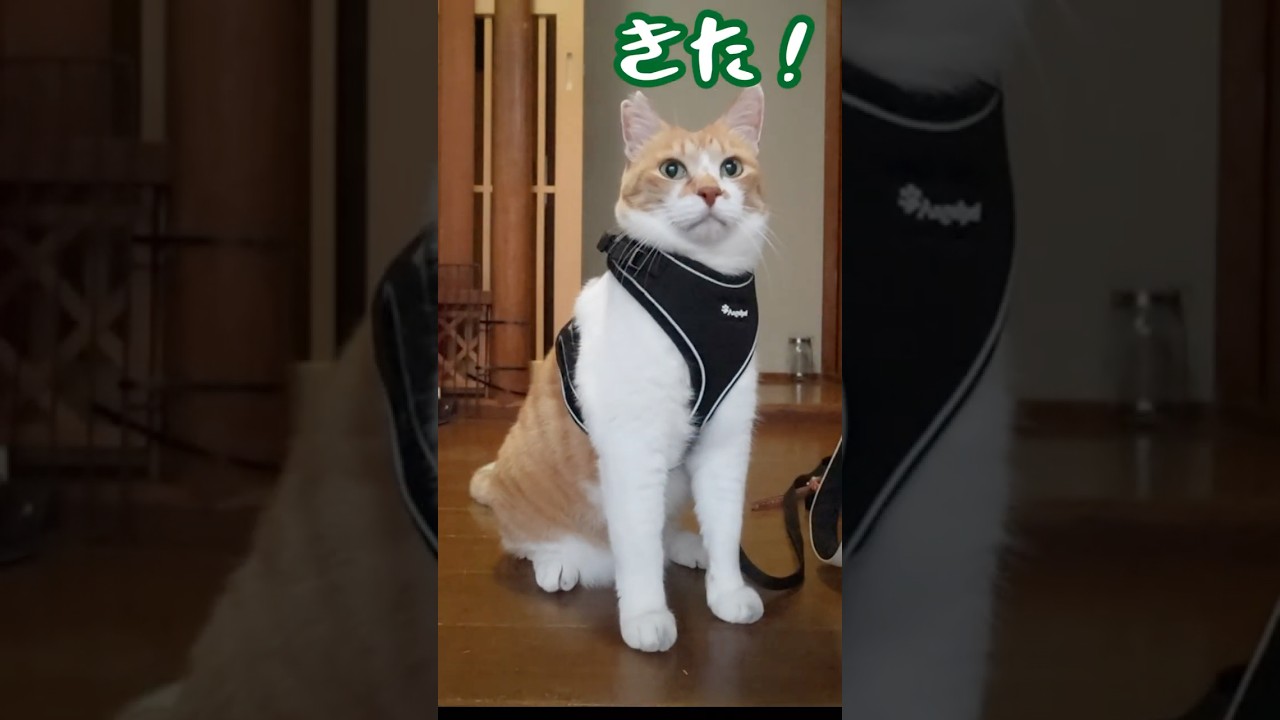 大好きなマダムに会ってデレる猫 #元野良猫チャチャ #猫武将 #ねこ #ネコ #猫 #cat