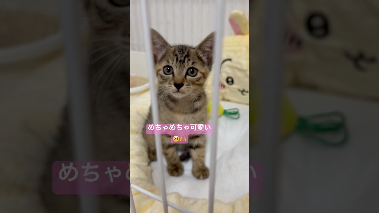 本日、グリ子ちゃんをお迎えしました🥰💖#こねこ #子猫 #子ネコ #お迎え初日 #子猫のいる暮らし