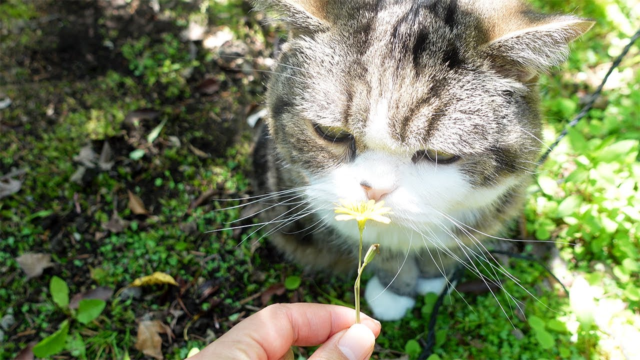 緑のお庭でのんびり過ごすねこ。-Cats relax and enjoy the green garden.-