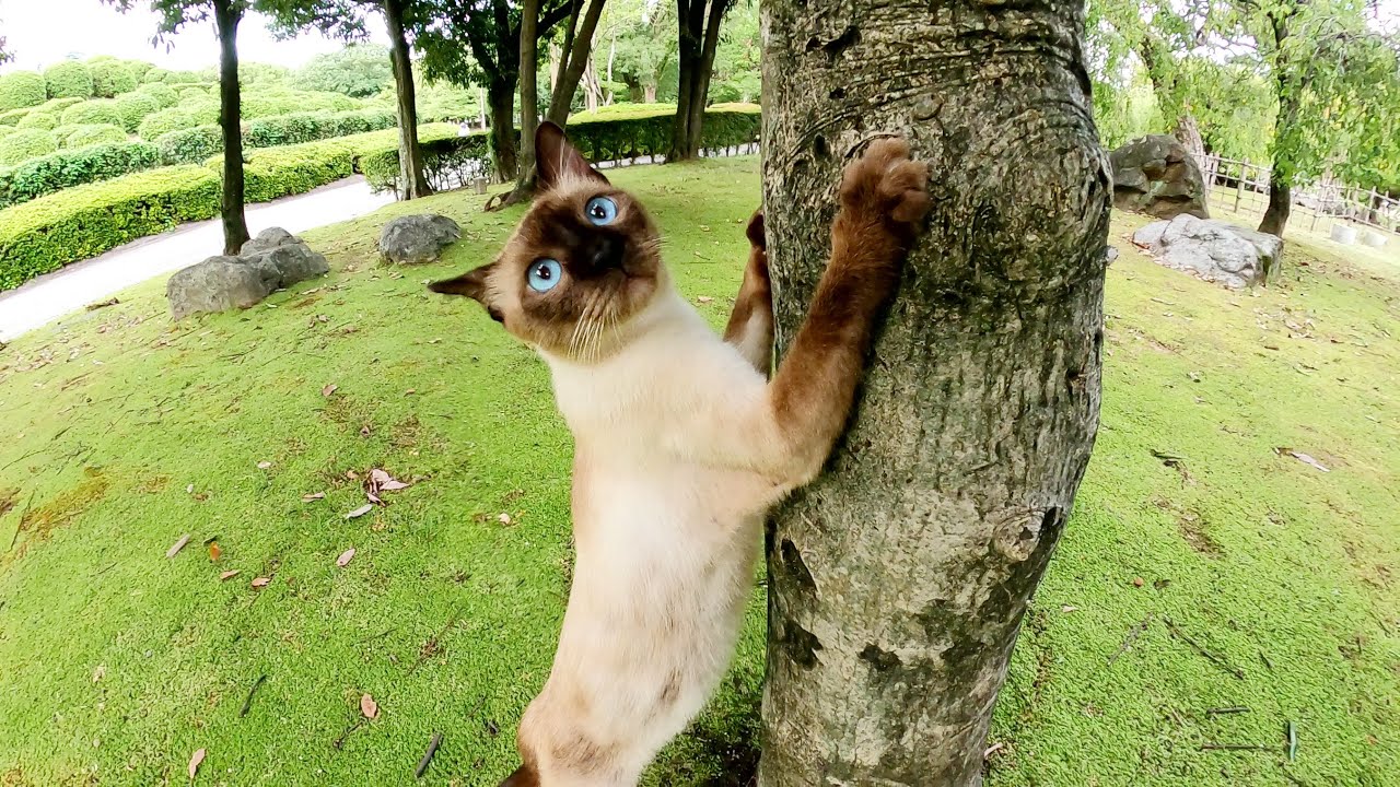 シャム猫のセミ取りを邪魔したら、美しい瞳で見つめながら無言の抗議をされた