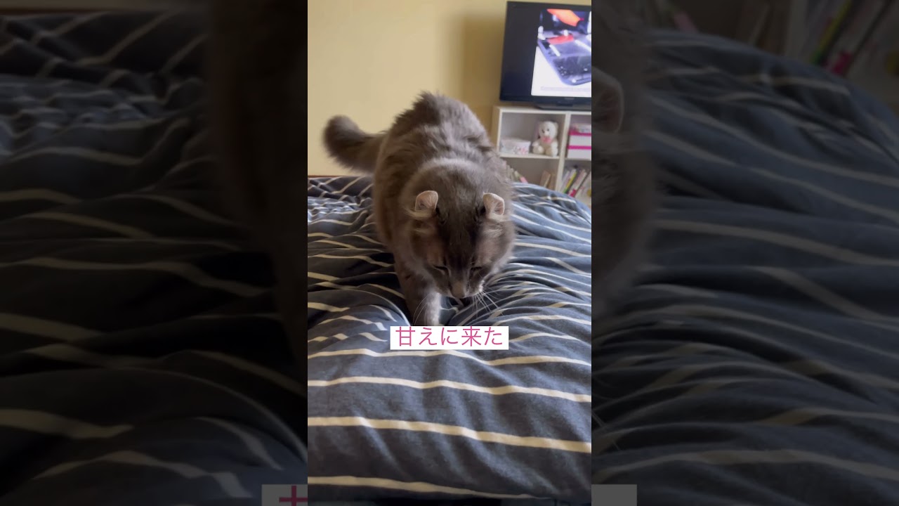 来る予感 #ねこ動画 #アメリカンカール #catshorts