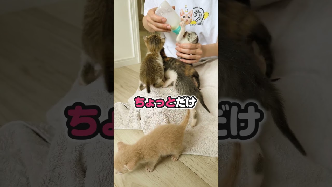 ピャーピャー子猫の大合唱！子猫の四大健康ポイントはこれだと思う【保護猫生活】
