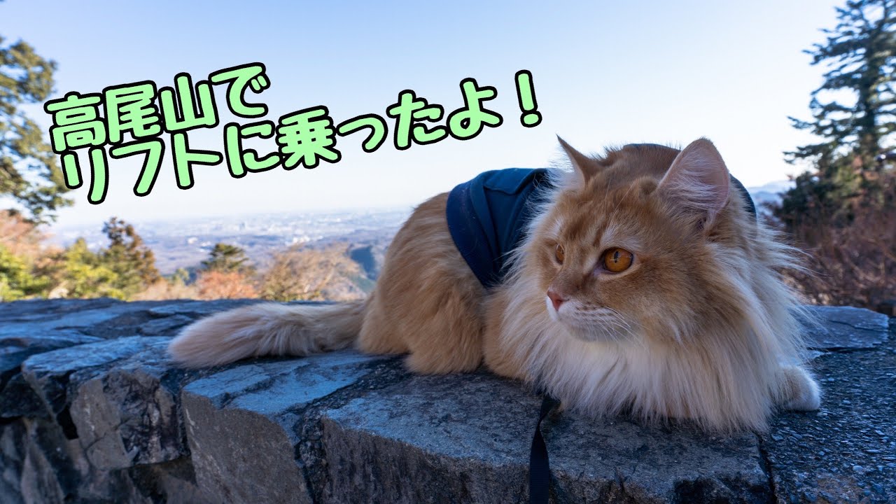 高尾山に登ってきた猫【アメリカンカール】