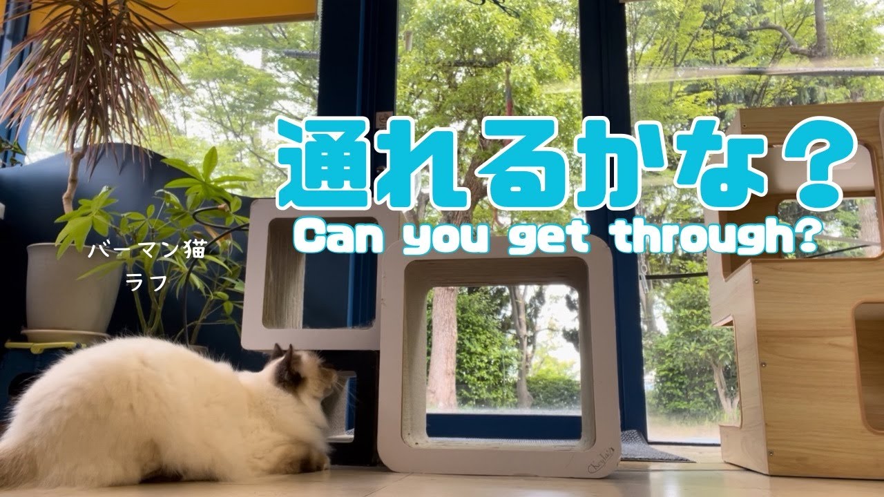 バーマン猫ラフ【通れるかな？】Can you get through?（バーマン猫）Birman/Cat