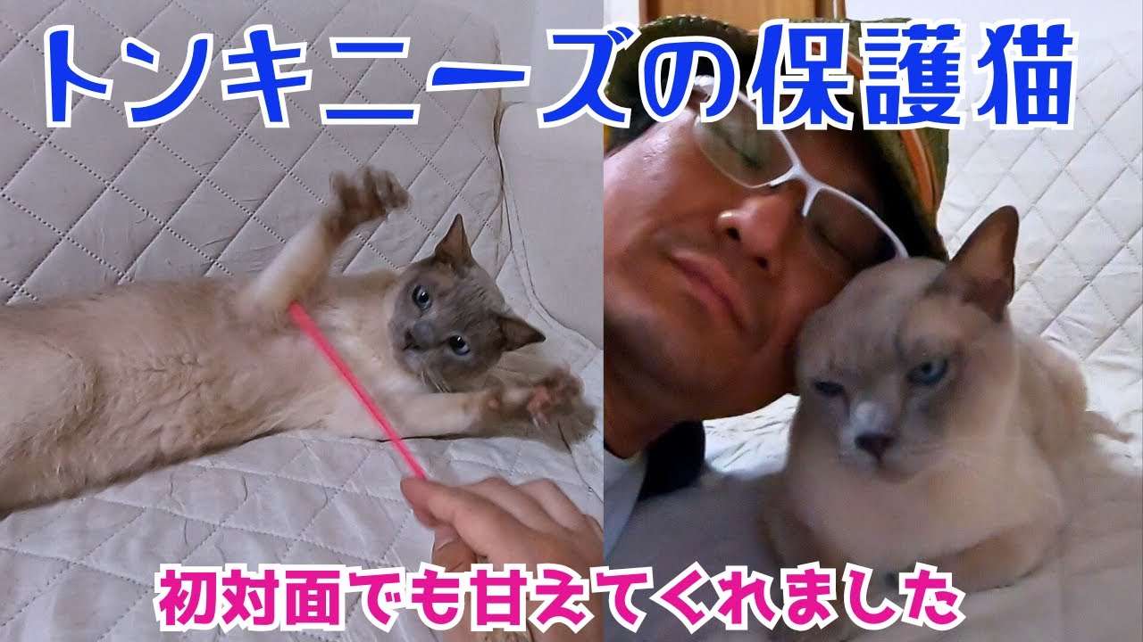ブルーアイが可愛いトンキニーズは初対面でも人懐っこく猫枕は最高の癒し（保護猫カフェキャットスペース）中崎町Tonkinese rescue cat meets for the first time