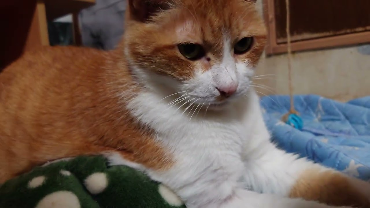 スフィンクス猫現る【まうけねこ】