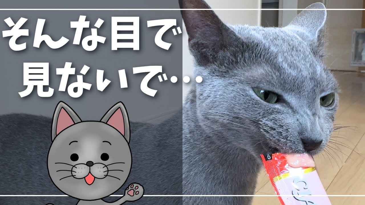 病院後の『お疲れちゅ～る』にも怒りが収まらない猫【ロシアンブルー】