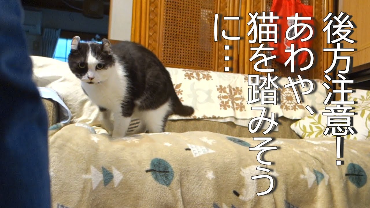 悲しみが思い出に変わりますように/アメリカンカールの猫