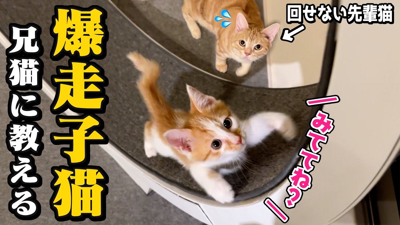 生後2ヶ月の子猫が回し車を先輩猫にレクチャーしてるんだが...笑