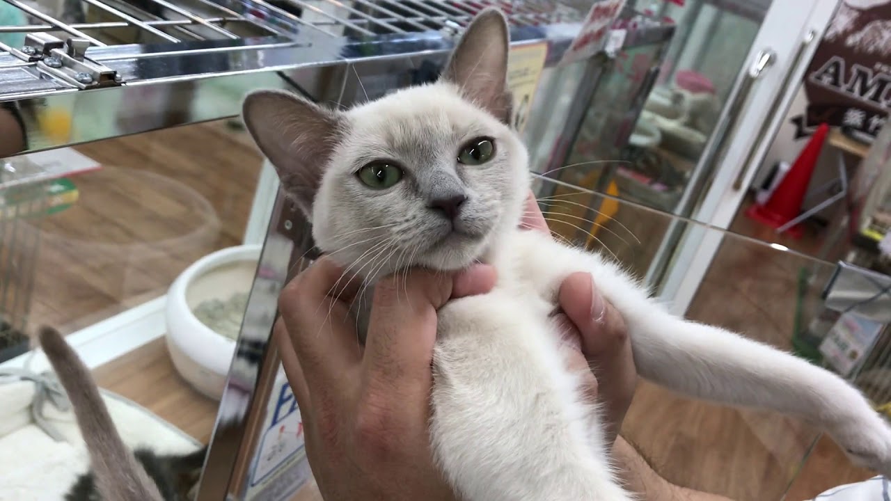 【トンキニーズの女の子】わがままで気まぐれな女の子って感じ・・・でも可愛いなぁ・・・【アミーゴ 紫竹山店】