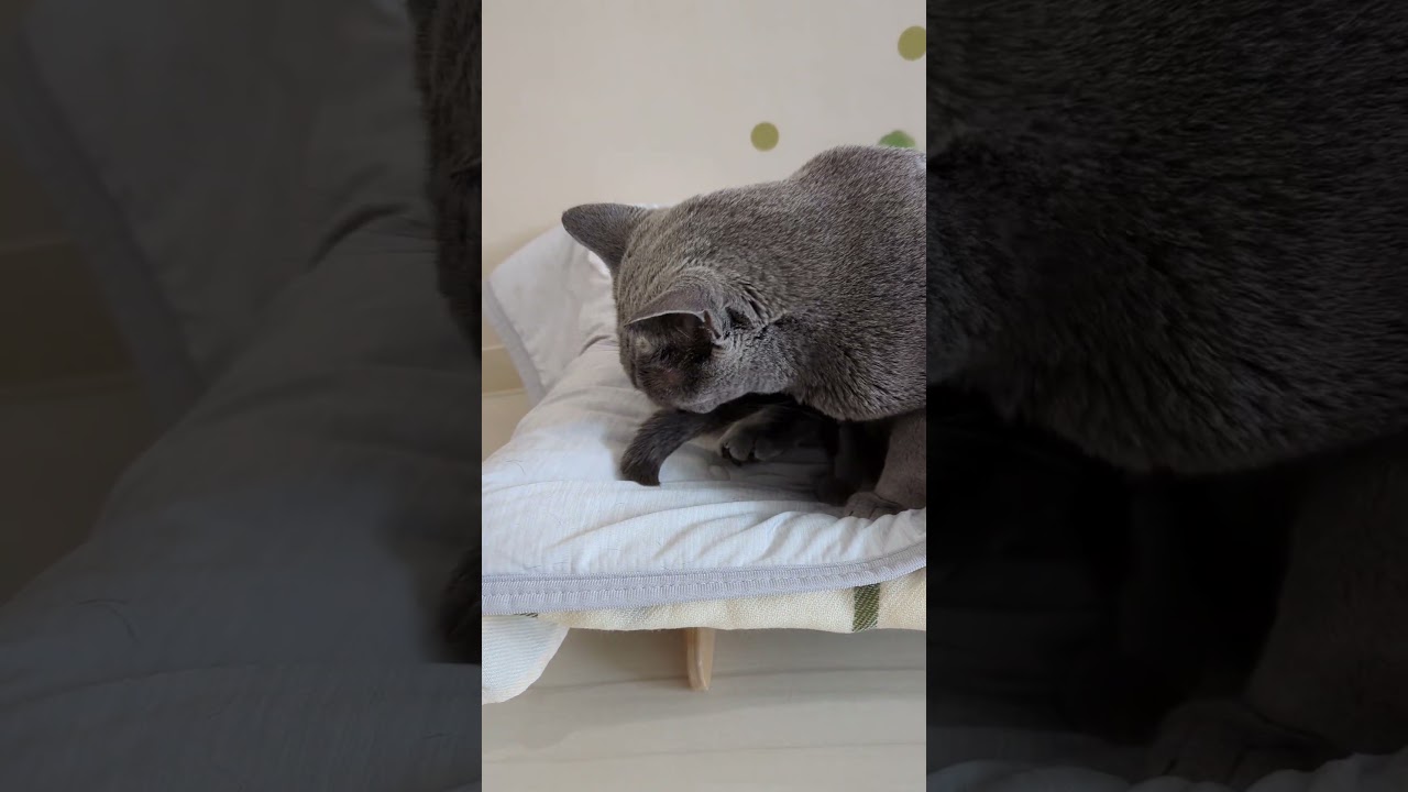 ロシアンブルーのココアさんのお手入れ