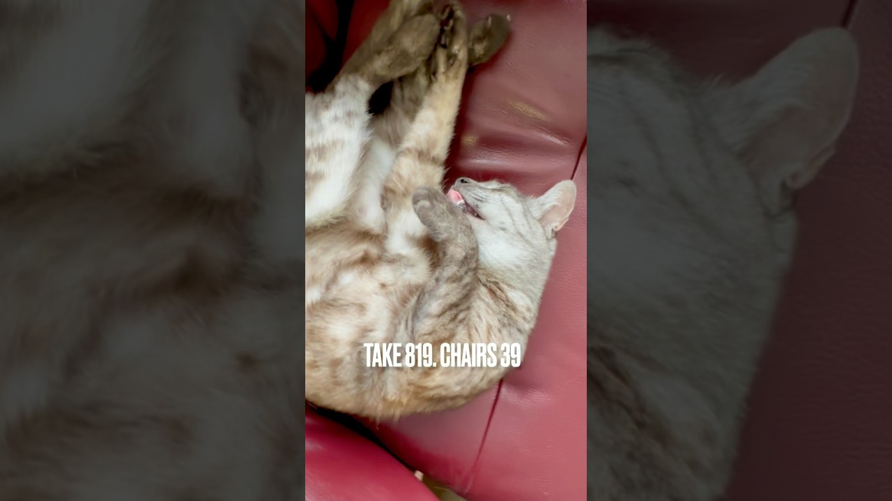 #カリモク #ザファースト#パーソナルチェア 横取り猫 #快適すぎる #egyptianmaucats #エジプシャンマウ #爆睡猫 #エジプシャンマウスモーク #shorts